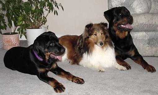 The Three Amigos