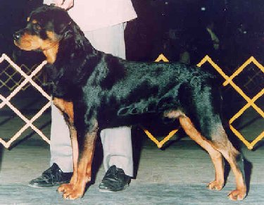 A Young Arco