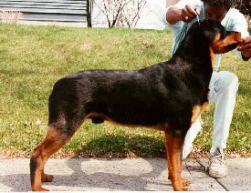 Arco at 10 months old