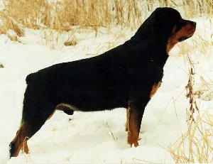 We Rottweilers LOVE the snow!
