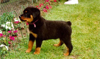 Cree at 7 weeks watching our neighbours' dogs.
