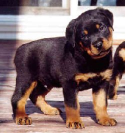 Bud at 6 weeks