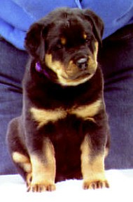 Conan @ 6 weeks old