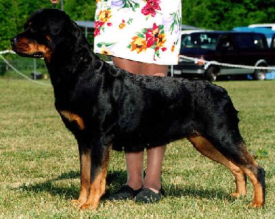 Connie winning her first Best of Breed!