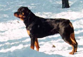 Cree in the snow