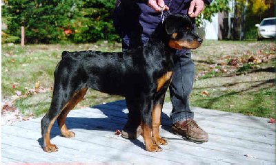 Cree at 4 months old learning how to stack!