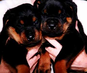 Da Boys at 5-Weeks Old