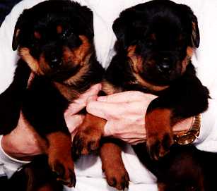 Red and Purple Boys at 5-weeks old