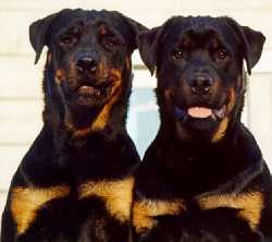 Donnie and KD, at 6-months old