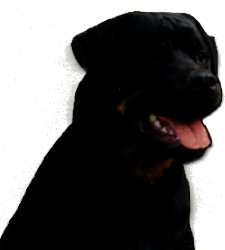 Donnie at 11-months old