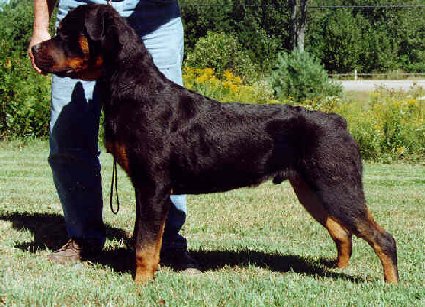 Dragon at 8 months old