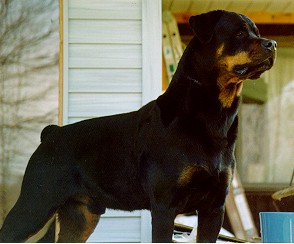 Ferro watching for the squirrels