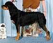 Heidi