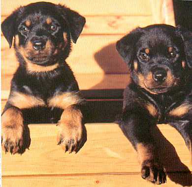 2 Braxenburg puppies