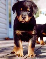 Heidi at 6 weeks old