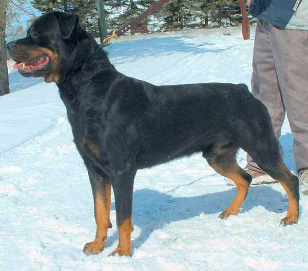 Jaeger @ 2-yrs old!