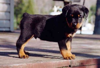 Jag at 6 weeks