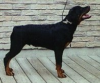 Jag at 5 months old