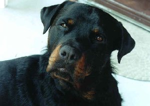Hi! I'm Klaus...pleased to meet you!
