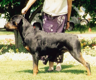 Dragon at 19 months old