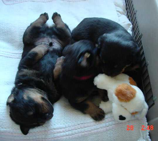 Ahh--puppy porn