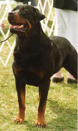 Oliver