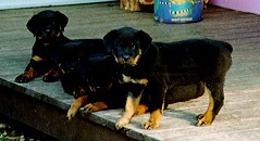 Kreekside's C Litter