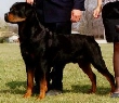 Oliver