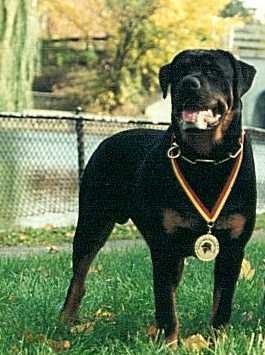 Vinnie at 6-months old..fresh off a streak of 4 FIRST PLACE WINS!